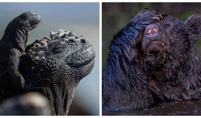 20 ситуаций, в которых мать-природа забыла выключить режим комедии (21 фото)