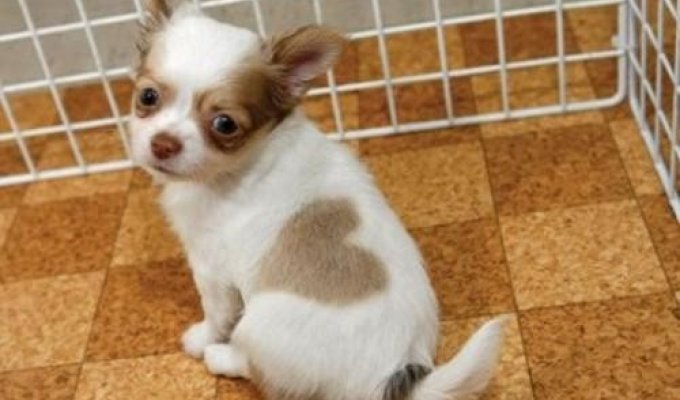 В Японии родился щенок чихуа-хуа с сердечком на боку (4 фото)