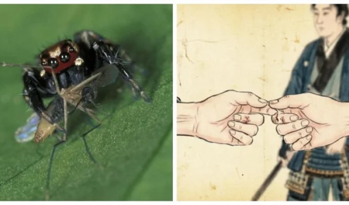 8 Facts That Will Make the World a More Interesting Place (9 photos)