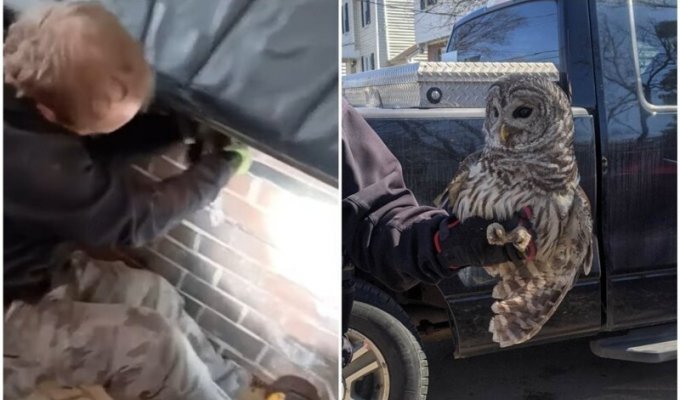 A frightened owl was pulled out of the chimney (4 photos + 1 video)