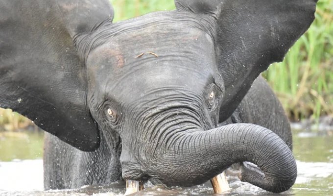 Forest Elephant (11 photos)