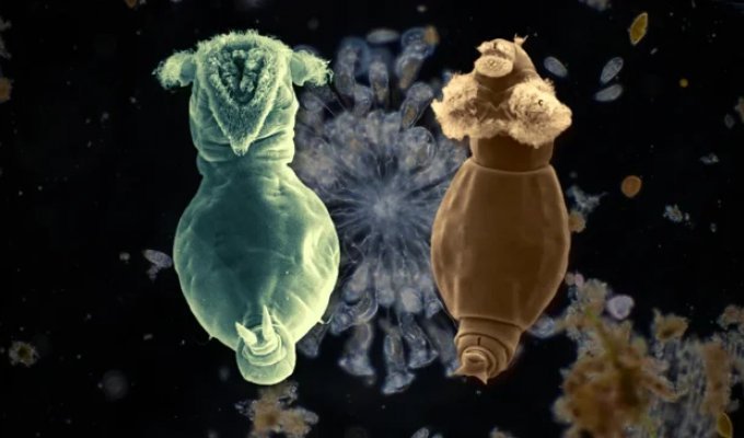 Rotifer: lives in a nearby puddle and sleeps for 25,000 years (9 photos)