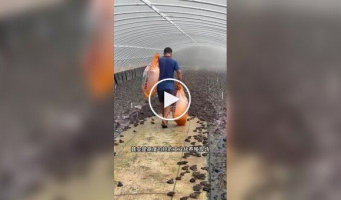 Лягушачьи фермы в Китае