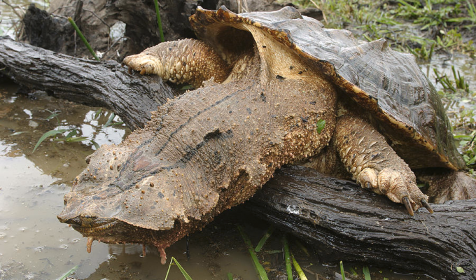 Велика хижа черепаха: обличчя бабусі та звички чудовиська (8 фото)