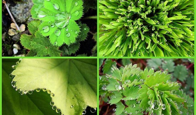 Beautiful Drops — 12 Examples of Guttation (13 photos)