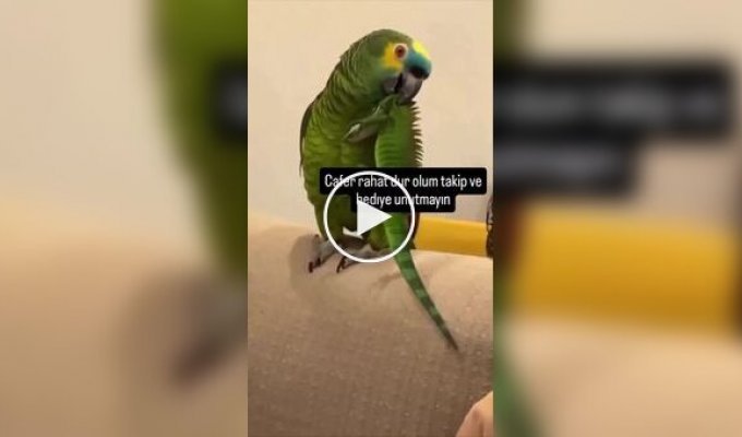 Попугай устроил дома небольшой переполох