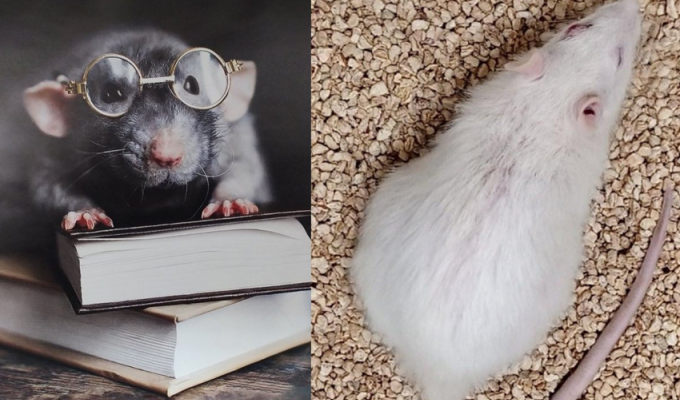 Люди стали чуть ближе к долголетию – крысы бьют рекорды по продолжительности жизни после омоложения органов (3 фото)
