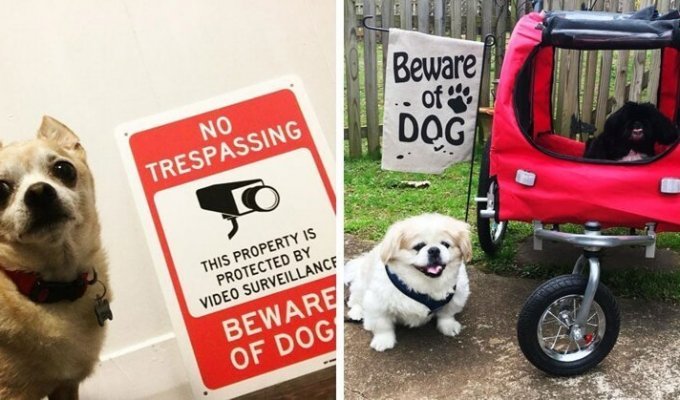 20 ситуаций, когда табличка «Осторожно, злая собака» нагло обманывала всех вокруг (22 фото)