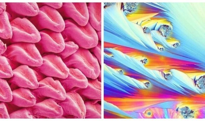 Simple things under the microscope (18 photos)
