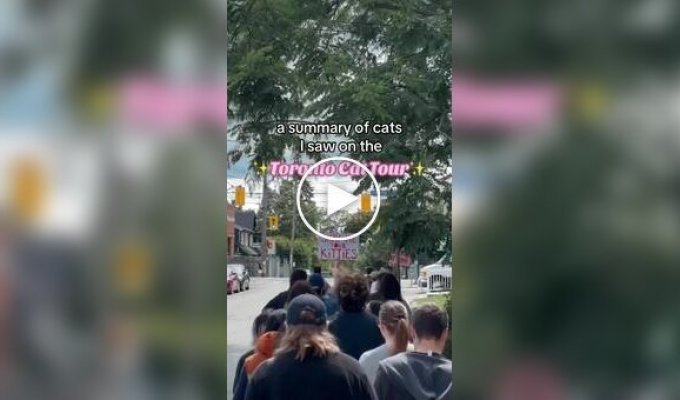 Toronto is hosting cat tours