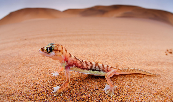 Намибийский геккон: Светится в ультрафиолете и использует перепонки для «плавания» в песках! (10 фото)