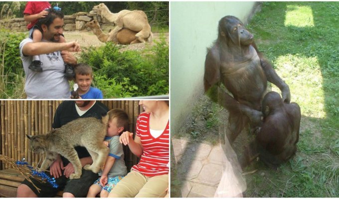 20 смешных случаев, когда поход в зоопарк не оправдал ожидания (21 фото)