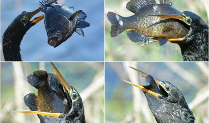 Жадная птица проглотила рыбу, которая в три раза больше его головы (6 фото)