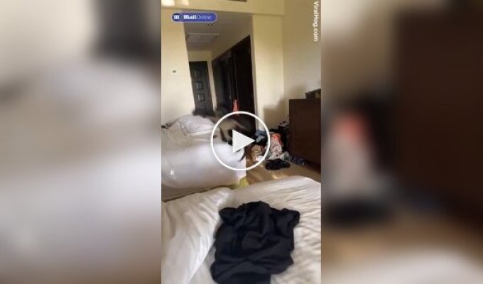Wild monkeys broke into the room of foreign tourists