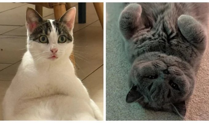 20 примеров идеального кошачьего января (21 фото)