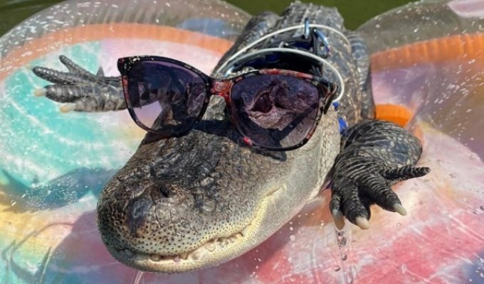 In the USA, a grandfather got himself an alligator for emotional support (6 photos + video)