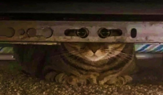 Кот просто посмотрел в камеру через отверстия и сразу же стал героем мемов (15 фото)