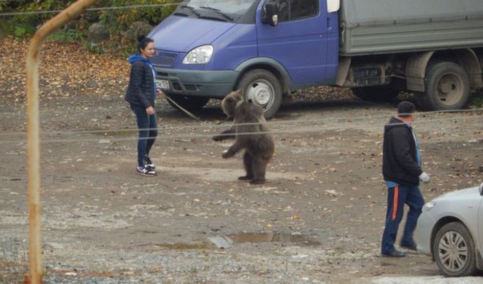 В Перми девушка выгуливала медведя на поводке (4 фото)