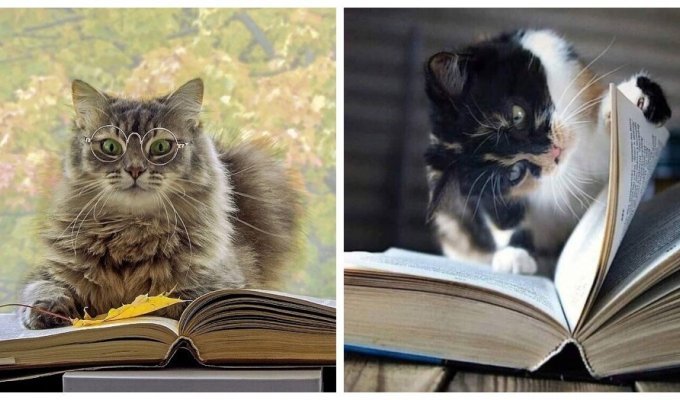 Book-reading cats (32 photos)