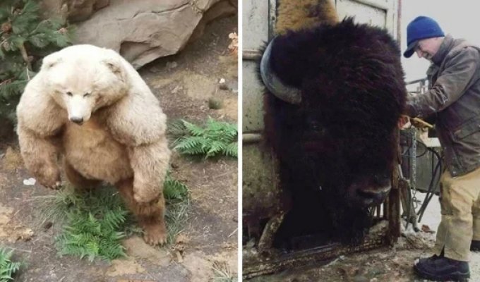 25+ фотографий реальных предметов и живых организмов нестандартно огромных размеров (31 фото)