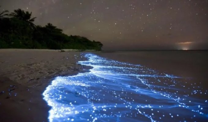 Светящийся пляж на Мальдивах (3 фото)