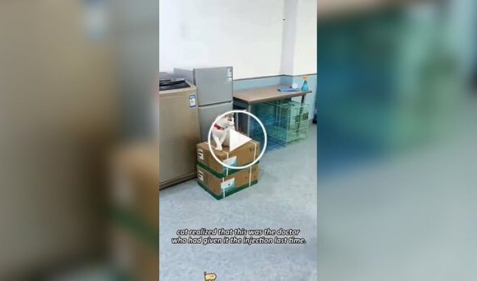 З життя ветеринарів