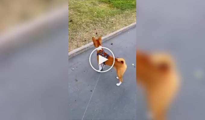 A dog met quad bikes for the first time, now she needs a good psychologist