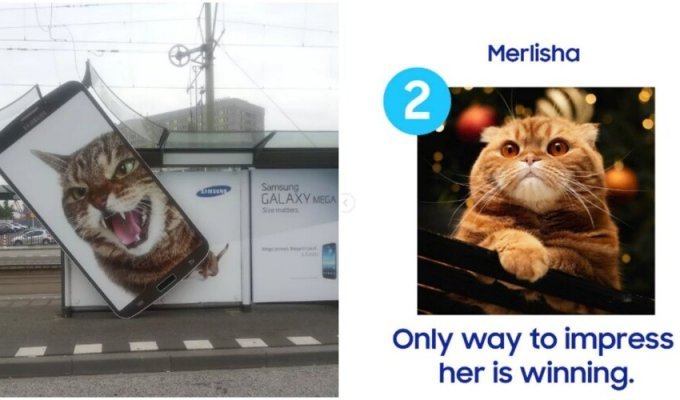 На сторінці Samsung росіяни заступилися за кішечку Мерлішу, яка перемагає в кастингу (7 фото)