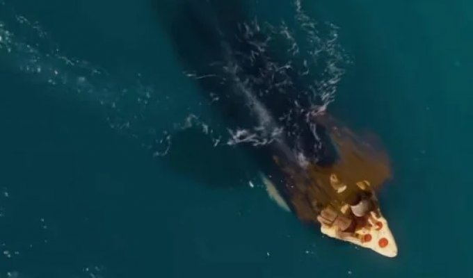 Новый треш-хоррор про косатку-убийцу рассмешил зрителей (4 фото + видео)