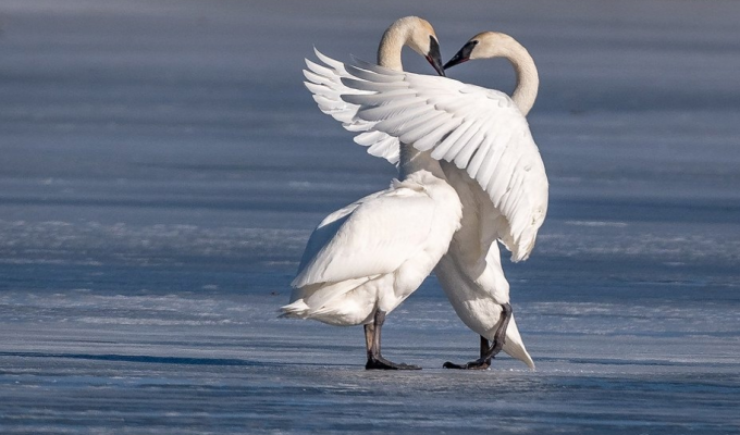Trumpeter swan: a bird that is better not to offend (11 photos)