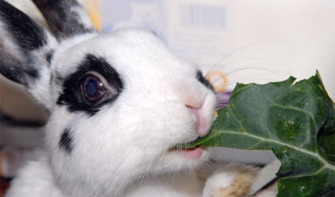 Funny bunnies (38 Photos)