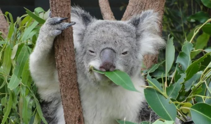 Коала: глупость этого зверя запредельна (10 фото)