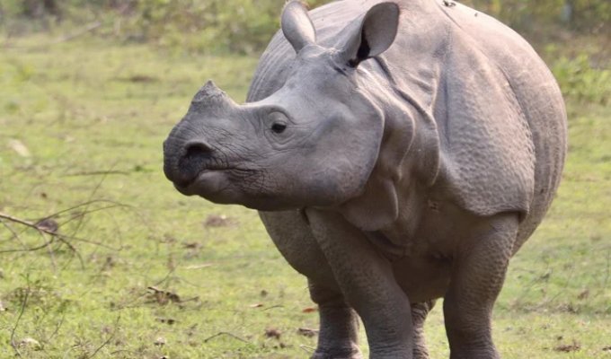 Indian Rhinoceros: A Biological Tank Bullets bounce off it (10 photos)