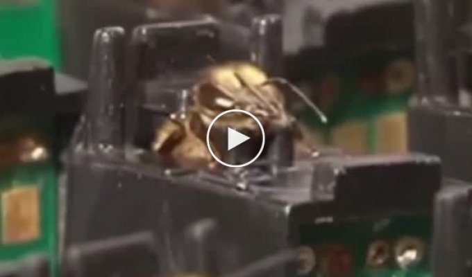 Matrix for bees: how bees are trained to look for explosives