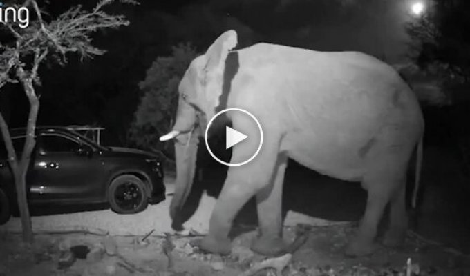 A real safari: a married couple noticed an elephant and a giraffe in their backyard