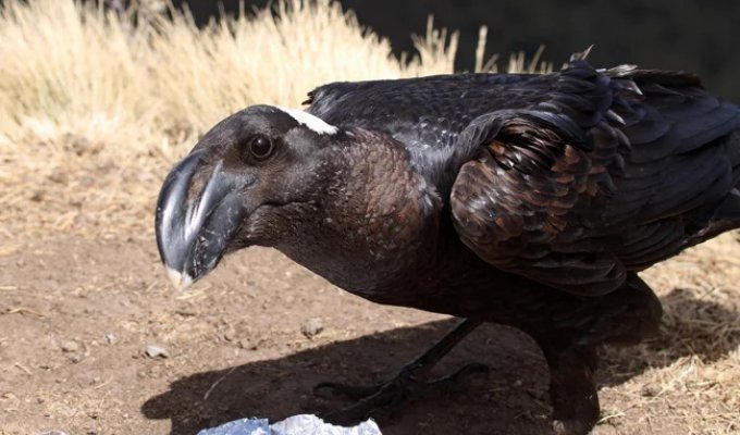 Bronze Crow: A Bird Whose Huge Beak Hides an Unpleasant Secret (8 photos)