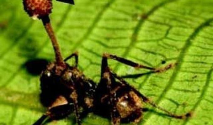 Гипно-грибы делают из муравьев зомби (3 фото + текст)