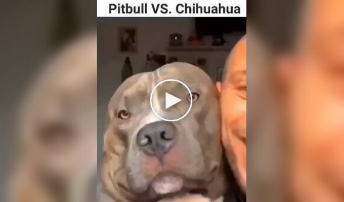 Who is scarier: a pit bull or a chihuahua?