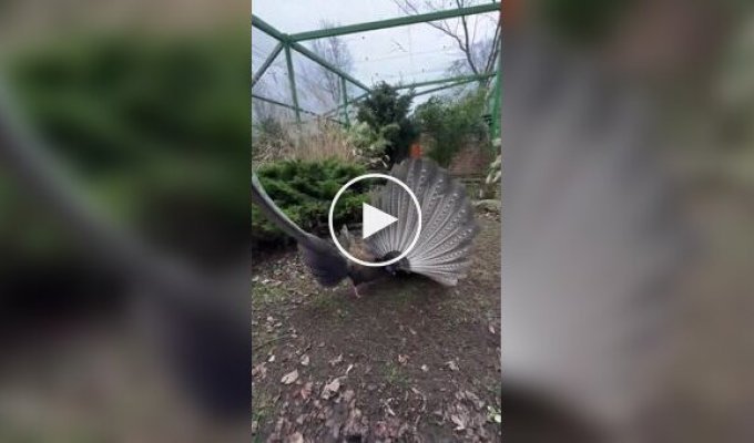 Шлюбний танець фазану