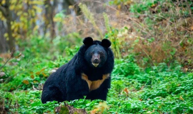 Himalayan bear: an animal that lives in the mountains and builds dens right in the trees (11 photos)