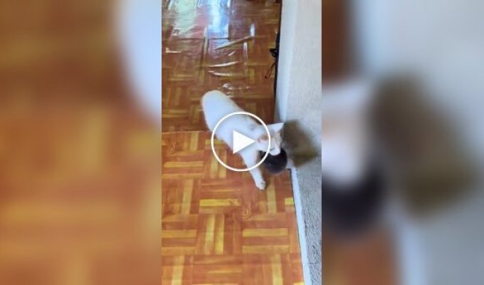 Кішки переплутали своїх кошенят