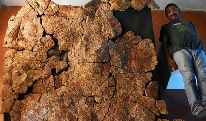 В Южной Америке найдены останки панциря древней черепахи (7 фото)