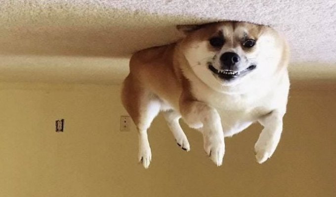 В интернете заметили, что переворачивать фотки собак, лежащих на полу — крутая идея. И тут понеслось (25 фото)
