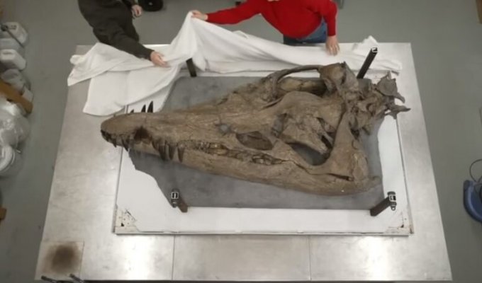 A giant skull of a fossil “sea monster” was found in the UK (2 photos + 1 video)