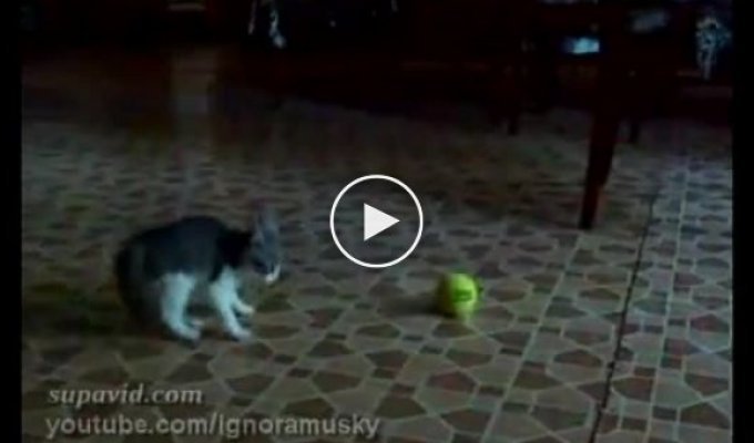 Котенок и мячик
