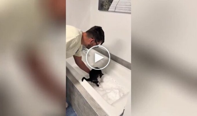 Cats react to a bathtub with snow