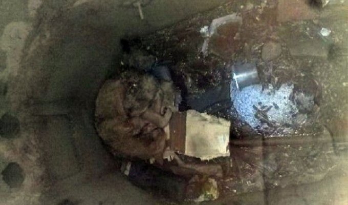 Жители Волгограда спасли собаку от смерти (3 фото)