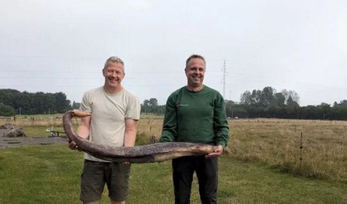 A sea snake from a Danish beach turned out to be a completely different object (5 photos + 1 video)