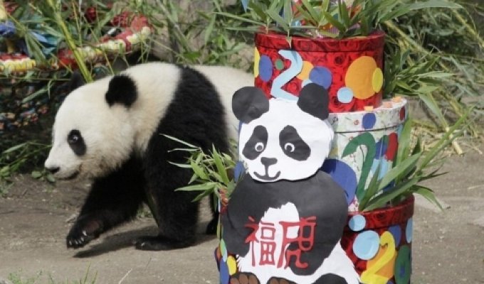 Панда празднует свой день рождения (6 фото)