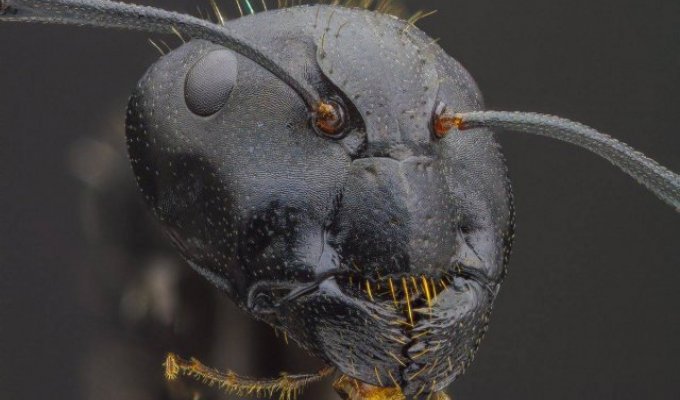 What does the face of an ant look like under a microscope (7 photos)